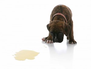 Dog Urine Remover