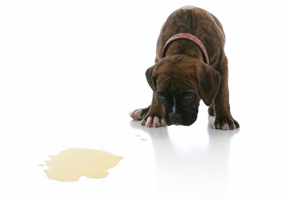 Dog Urine Odor and Stain Removal Guide