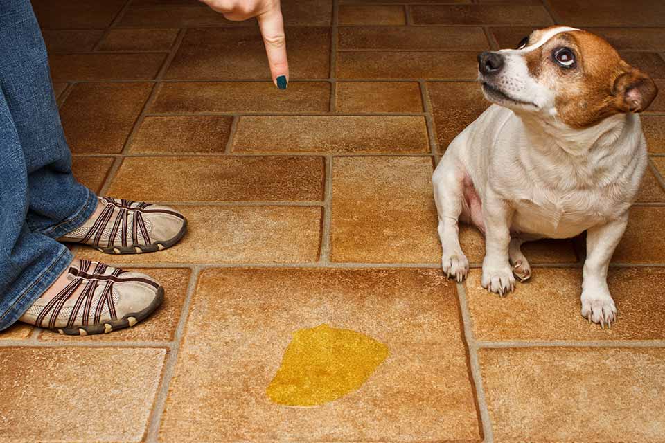 cleaning dog pee from rug