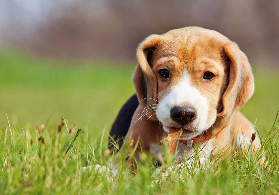 How To Stop Dog Urine From Killing Grass